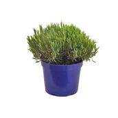 Kwiaty doniczkowe - Lawenda XL wys. 45 cm don. 5 l - miniaturka - grafika 1