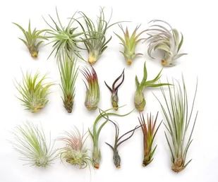 Tillandsia ZESTAW  x 16 szt,  EKSTRA - Kwiaty doniczkowe - miniaturka - grafika 1