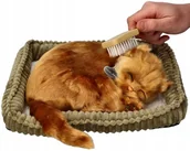 Maskotki i pluszaki - Zaaodoptuj mnie Kociak Angora turecka - miniaturka - grafika 1