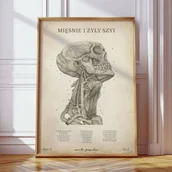 Mapy i plansze edukacyjne - Plakat anatomiczny – Mięśnie i Żyły Szyi Vintage - Marta Pawelec - miniaturka - grafika 1