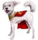 Zabawki interaktywne dla dzieci - Superman Film: Interaktywny Krypto - miniaturka - grafika 1