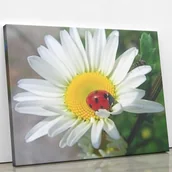 Malowanie po numerach - Biedronka i stokrotka - Malowanie po numerach 50x40 cm - miniaturka - grafika 1