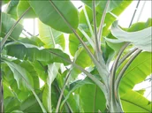 Plakaty - Plakat, Liście bananowca, 70x50 cm - miniaturka - grafika 1