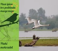 Muzyka relaksacyjna - Soliton Ptaki mokradeł (ptasi śpiew bez podkładu muzycznego) - miniaturka - grafika 1