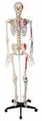 Mały naukowiec - Szkielet człowieka 181 cm - model z mięśniami - miniaturka - grafika 1