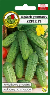 OGÓREK GRUNTOWY ZEFIR WCZESNY SMACZNY NASIONA BEZ GMO - Nasiona i cebule - miniaturka - grafika 1
