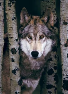 Eurographics Gray Wolf Jigsaw puzzle 1000 Pieces 19.25""x26.5"" europz-1244 - Puzzle - miniaturka - grafika 2
