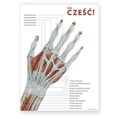Mapy i plansze edukacyjne - Plakat anatomiczny - Anatomia ręki - DAJ CZEŚĆ - Marta Pawelec - miniaturka - grafika 1