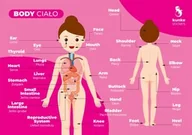 Pomoce naukowe - Fiszki do języka angielskiego BODY 3szt. - miniaturka - grafika 1