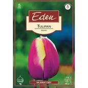 Nasiona i cebule - Tulipan triumph Atlantis 5 sztuk Eden - miniaturka - grafika 1