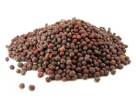 Przyprawy i zioła sypkie - GORCZYCA CZARNA ziarno 500 g - Aromatika - miniaturka - grafika 1