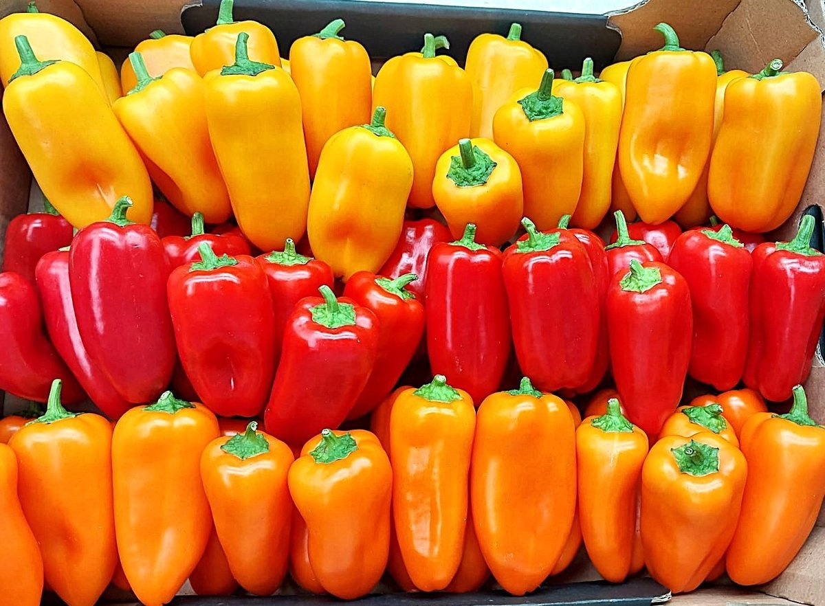 Bio Papryka Słodka Mix Klasa I Hiszpania 2 sztuki