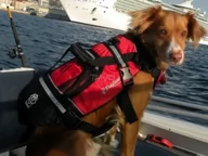Ubranka dla psów - Kamizelka asekuracyjna dla zwierząt Crewsaver Pet Float 2370-XL - miniaturka - grafika 1