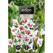 Nasiona i cebule - Mieczyk karłowy Prins Claus 8 sztuk Eden - miniaturka - grafika 1