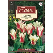 Nasiona i cebule - Tulipan Fostera Zombie 5 sztuk Eden - miniaturka - grafika 1