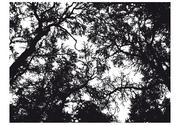 Fototapety - DecoNest Fototapeta Bleak forest 250X193 A0-XLFTNT0753 - miniaturka - grafika 1