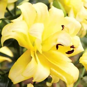 Nasiona i cebule - Lilia drzewiasta Exotic Sun XXL (24/+) 1 szt. cebule cebulki lilii lilie - miniaturka - grafika 1