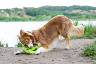 KIWI WALKER Let's Play! Maxi Frisbee dla psa - pomarańczowa - Zabawki dla psów - miniaturka - grafika 8