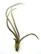 Kwiaty doniczkowe - Tillandsia BAILEYI L · 16 cm - miniaturka - grafika 1