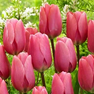 Nasiona i cebule - Tulipan Gigantyczny Big Love 5 szt cebulki tulipanów Tulipany - miniaturka - grafika 1