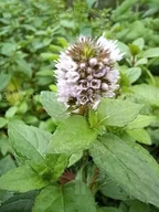 Nasiona i cebule - Mięta Czekoladowa O Przyjemnym Apetycznym Zapachu - miniaturka - grafika 1