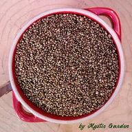 Herbata - Nasiona Ziarno Konopii Konopia Konopie 2kg certyfi - miniaturka - grafika 1