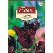 Nasiona i cebule - Tulipan papuzi Black Parrot 5 sztuk Eden - miniaturka - grafika 1