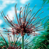 Nasiona i cebule - Allium Schubertii Czosnek Ozdobny Szuberta 1 szt - miniaturka - grafika 1