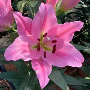 Lilia drzewiasta Dharini 1 szt. cebule cebulki lilii lilie - Nasiona i cebule - miniaturka - grafika 1