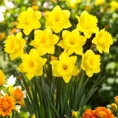 Nasiona i cebule - Narcyz trąbkowy polski Dutch Master 50 szt. 14/16 - miniaturka - grafika 1