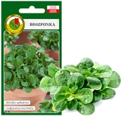 Nasiona i cebule - ROSZPONKA WARZYWNA VOLHART 2g NASIONA BEZ GMO - miniaturka - grafika 1