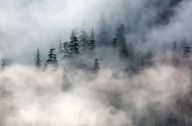 Fototapety - Fototapeta NICE WALL Zamglony las, beżowo-niebieska, 175x115 cm - miniaturka - grafika 1