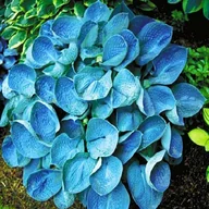 Nasiona i cebule - Hosta Funkia Blue Angel 1 szt byliny - miniaturka - grafika 1