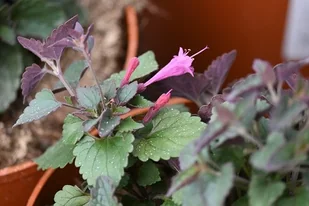 Kłosowiec Morello - Agastache - Nasiona i cebule - miniaturka - grafika 1