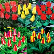 Nasiona i cebule - Zestaw Tulipan Niski Greiga 5 odmian 25 szt - miniaturka - grafika 1