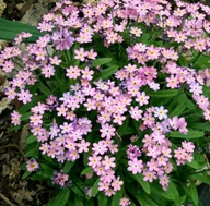 Nasiona i cebule - NIEZAPOMINAJKA ALPEJSKA RÓŻOWA - 0,3 GRAMA NASIONA - miniaturka - grafika 1