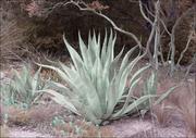 Plakaty - Aloe from the Lady Bird Johnson Wildflower Center, part of the University of Texas at Austin., Carol Highsmith - plakat 42x29,7 cm - miniaturka - grafika 1
