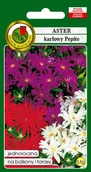 Nasiona i cebule - Aster karłowy Pepite mieszany 0,8 g PNOS - miniaturka - grafika 1