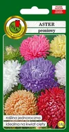 Nasiona i cebule - Aster peoniowy mieszany 0,8 g PNOS - miniaturka - grafika 1