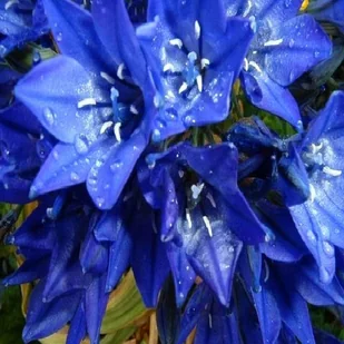 Brodiaea Queen Fabiola Hiacynt Kalifornijski 10 szt cebulki - Nasiona i cebule - miniaturka - grafika 1