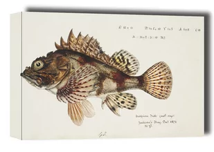 Antique Red Scorpion fish, F. E. Clarke - obraz na płótnie Wymiar do wyboru: 100x70 cm - Obrazy i zdjęcia na płótnie - miniaturka - grafika 1