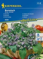 Nasiona i cebule - Kiepenkerl Ogórecznik lekarski jednoroczny Borago officinalis 102347 - miniaturka - grafika 1
