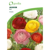 Nasiona i cebule - Jaskier mix 10szt. cebulki kwiatów Geolia - miniaturka - grafika 1