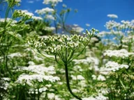 Nasiona i cebule - KMINEK ZWYCZAJNY aromatyczna PRZYPRAWA NASIONA ZIÓŁ aromatyczny zioła p. PO002/23/4617/L4/A - miniaturka - grafika 1