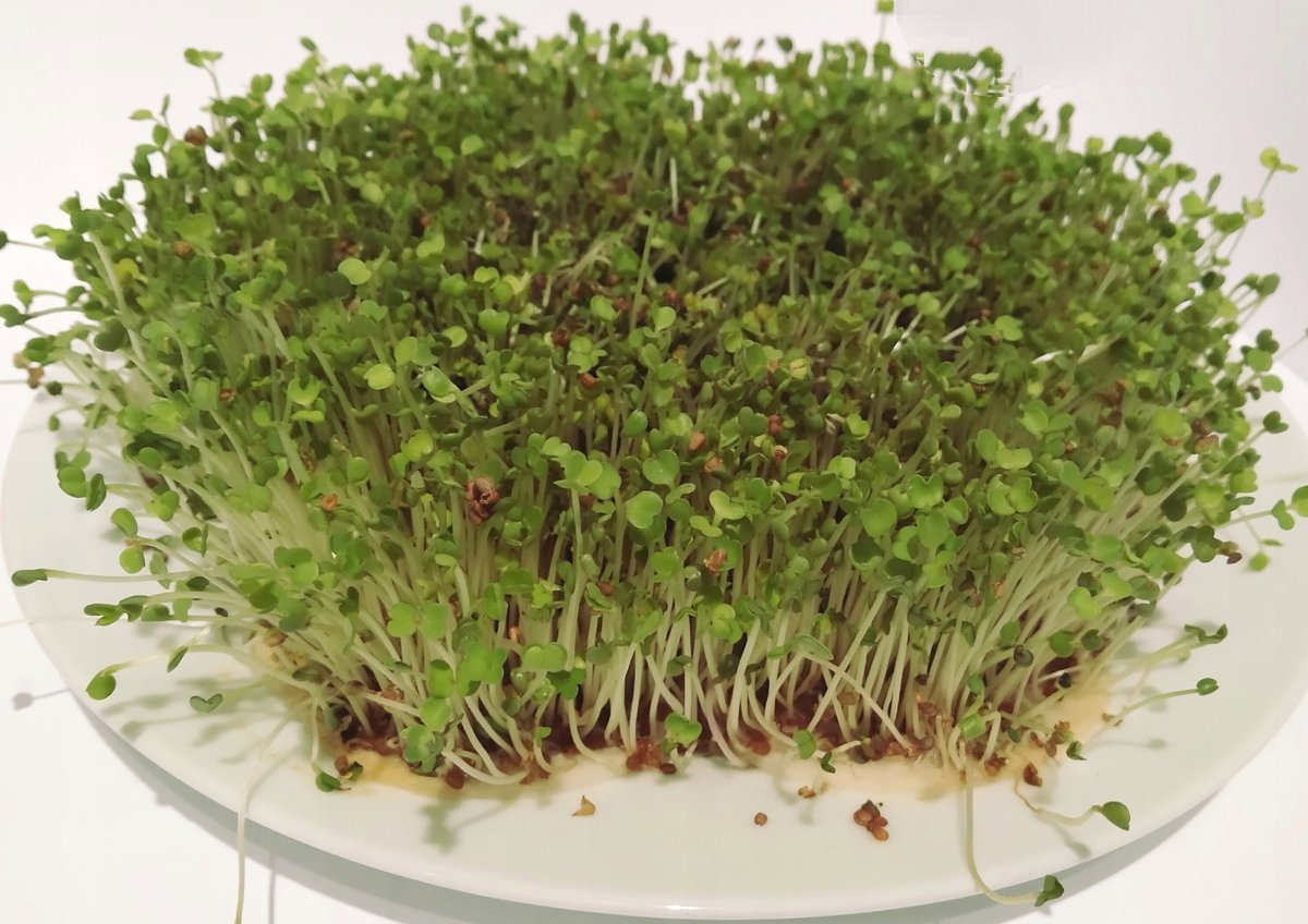 Nasiona na kiełki RUKOLA 100 gramów DUŻA PAKA