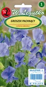 Nasiona i cebule - Legutko sp. z o.o Nasiona Groszek pachnący niebieski, 3g - miniaturka - grafika 1