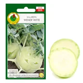 Nasiona i cebule - Kalarepa Wener Witte 2g Nasiona Wczesna Jasnoziel - miniaturka - grafika 1