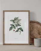 Obrazy i zdjęcia - Plakat Gałązka Maliny - miniaturka - grafika 1