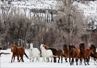 Plakaty - A mixed herd of wild and domesticated horses frolics on the Ladder Livestock ranch, at the Wyoming-Colorado border., Carol Highsmith - plakat 80x60 cm - miniaturka - grafika 1