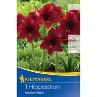 Nasiona i cebule - Zwartnica Arabian Night - miniaturka - grafika 1